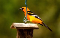 Altamira Oriole photo 3