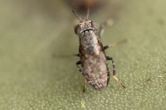 Stictomyia longicornis