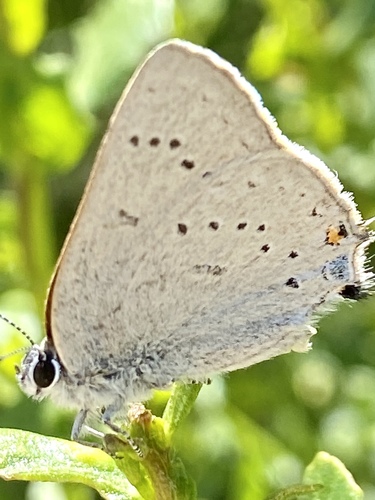 iNaturalist observation photo of Dryope Hairstreak