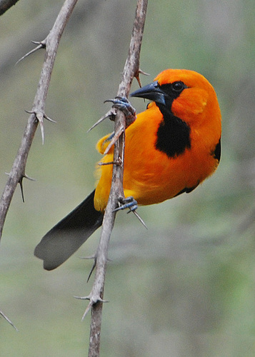 Altamira Oriole