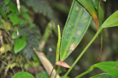 Anthurium gracilispadix