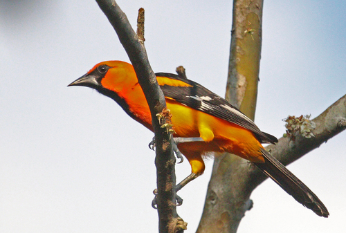 Altamira Oriole