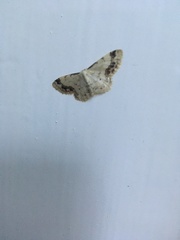Idaea trigeminata