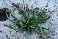 Plantago atrata