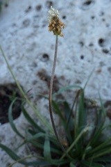 Plantago atrata