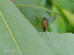 Rhagonycha testacea