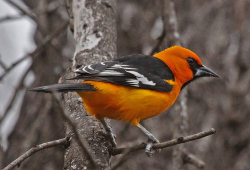 Altamira Oriole