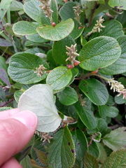 Salix reticulata