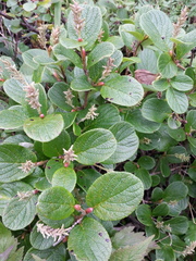 Salix reticulata