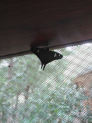 Ectomis auginus