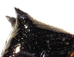 Scolopterus penicillatus