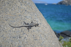 Microlophus atacamensis