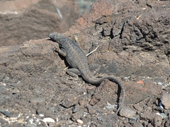 Microlophus atacamensis