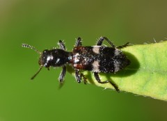 Enoclerus nigrifrons