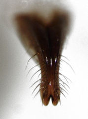 Scolopterus penicillatus