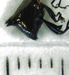 Scolopterus penicillatus