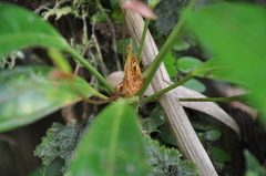 Anthurium gracilispadix