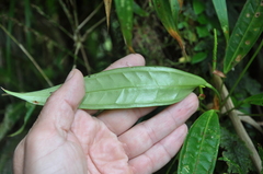 Anthurium gracilispadix