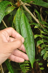 Anthurium gracilispadix