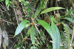 Anthurium gracilispadix