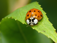 Harmonia axyridis