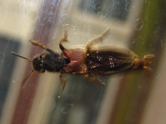 Platydracus brevicornis