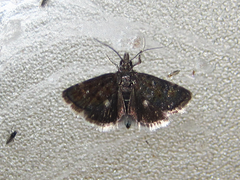 Heliothela nigralbata