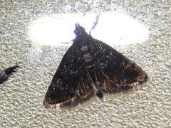 Heliothela nigralbata