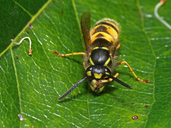 Vespula vulgaris