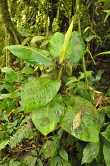 Dieffenbachia tonduzii