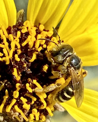 iNaturalist observation photo of Ligated Furrow Bee