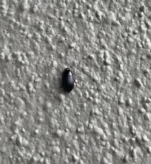 Diaperinae