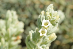 Nolana crassulifolia