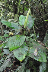 Dieffenbachia tonduzii