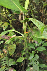 Dieffenbachia tonduzii