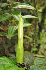 Dieffenbachia tonduzii