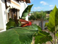 Mazaeras francki