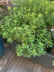 Rhododendron pulchrum phoeniceum