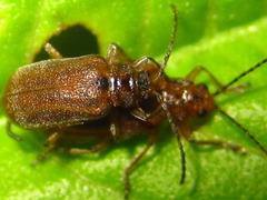Galerucella grisescens