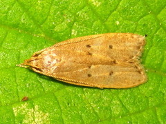 Brachmia modicella