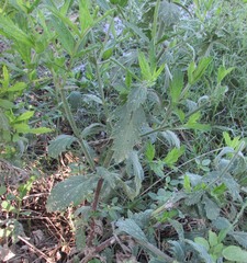 Verbena xutha