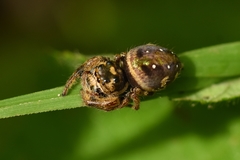Parnaenus
