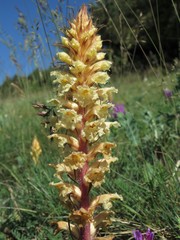 Orobanche amethystea