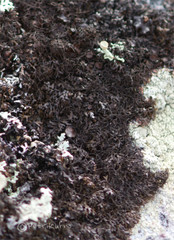 Pseudephebe pubescens