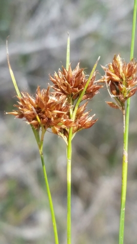 Image of Rhynchospora filifolia by (c) Jay Horn, some rights reserved (CC BY)