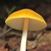 Pluteus leoninus - Photo (c) Cara Coulter, μερικά δικαιώματα διατηρούνται (CC BY-NC), uploaded by Cara Coulter