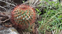 Mammillaria rhodantha fera-rubra