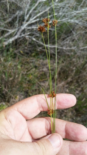 Image of Rhynchospora filifolia by (c) Jay Horn, some rights reserved (CC BY)