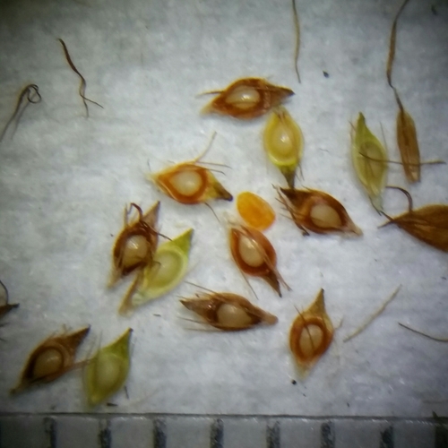 Image of Rhynchospora filifolia by (c) Jay Horn, some rights reserved (CC BY)