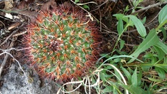 Mammillaria rhodantha fera-rubra
